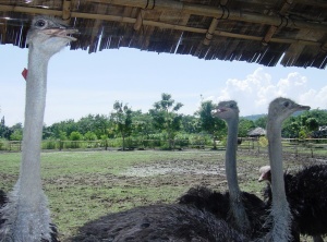 Real: the VERY inquisitive Ostriches at the Crocodile Park