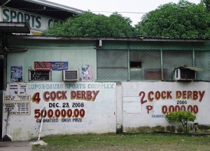 ...but you will find 2 or 4-cock derbies with P0.5M at stake.