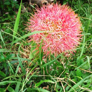 Blood flower, Fireball Lily (Scadoxus multiflorus)
