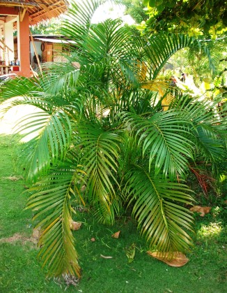 Dwarf palm (Chamaedorea)